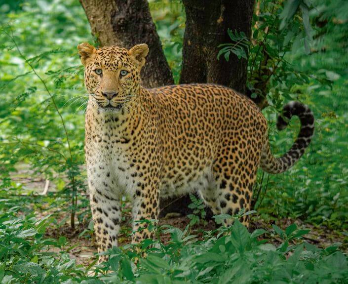 Indian Leopard