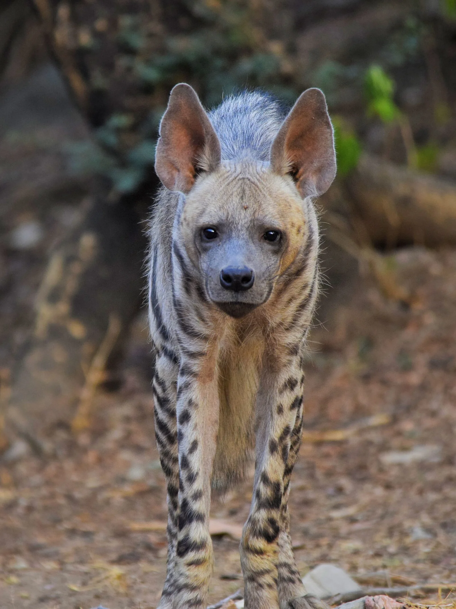 Hyena in Ranthambore